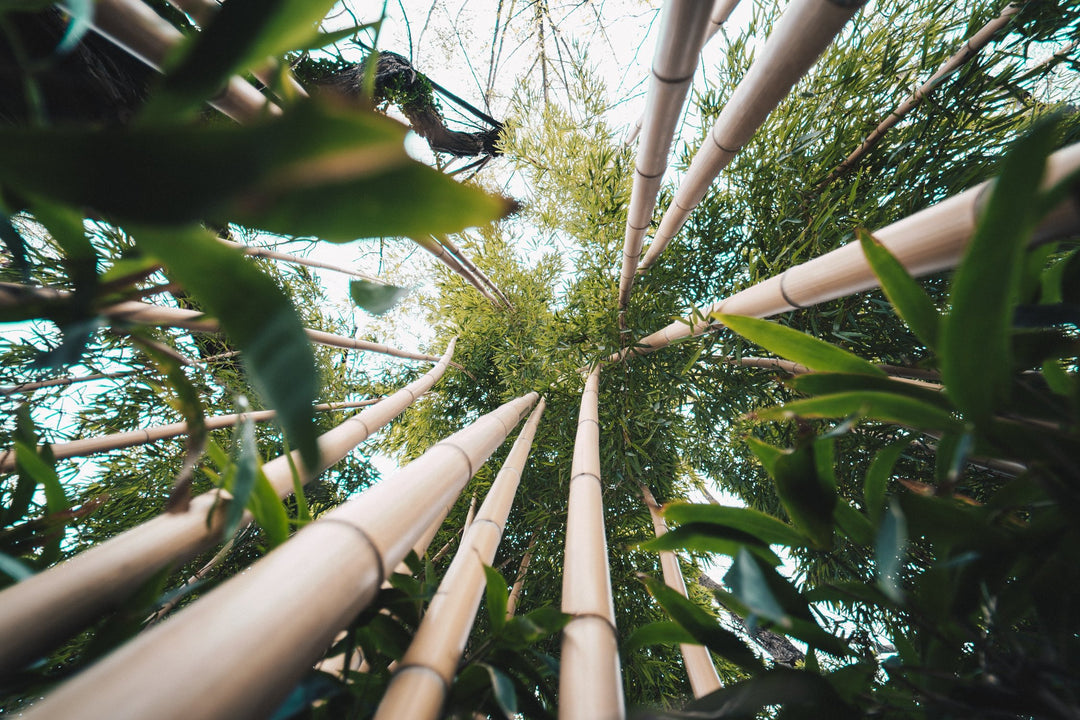 Be Bamboozled by Bamboo Sustainability! Why Bamboo Products Are So Good For The Environment